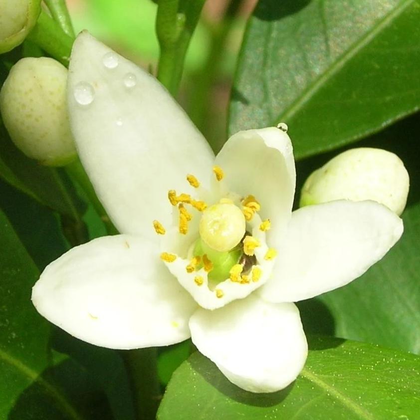 Sapone d'Aleppo Surgras ai fiori d'arancio - Tadé Sapone Tadé
