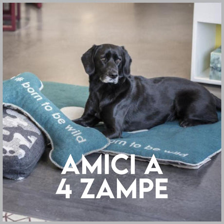 Amici a 4 Zampe